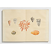 Kaijin\Shell MenFJapanese Conchologists whose Shell Collections Launched an Epoch