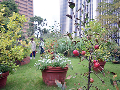 ルーフガーデン 秋の特別公開