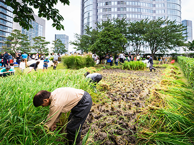 屋上庭園 稲刈りイベント2017