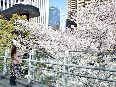 アークヒルズ周辺の桜もまだまだ見頃