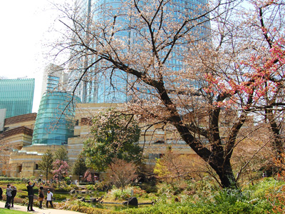 毛利庭園の桜も開花