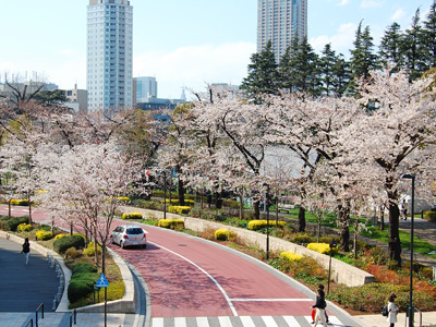 東京ミッドタウンの桜