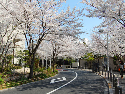 六本木さくら坂の桜が満開