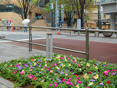 けやき坂花壇に色とりどりのペチュニア