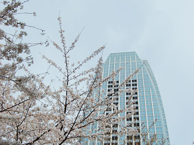 愛宕グリーンヒルズの桜が見ごろ