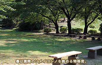 �t�͖��J�̃\���C���V�m�𒭂߂������