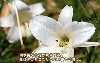 �l�G�܁X�̉Ԃ��炫�ւ�B�Ă̓^�J�T�S�����̂悢���肪�Y��