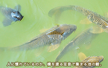 �l�Ɋ���Ă���̂��A����n�鑫���ŏW�܂�r�̌�