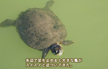 ���ӂő����~�߂�Ƒ傫�ȋT���X�C�X�C�Ƌ߂Â��Ă���