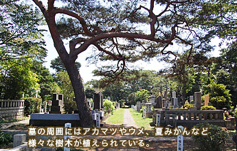 ��̎��͂ɂ̓A�J�}�c��E���A�Ă݂���ȂǗl�X�Ȏ��؂��A�����Ă���