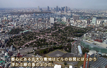 �s�S�ɂ���L��ȕ~�n�̓r���̒J�Ԃɂۂ����蕂���ԗ΂̓��̂悤��