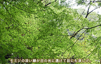 ,'���~�W�̒W���΂����̌��ɓ����Ėڂɂ�������