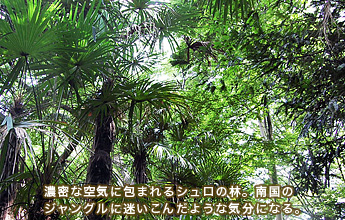 �Z���ȋ�C�ɕ�܂��V�����̗сB�썑�̃W�����O���ɖ������񂾂悤�ȋC���ɂȂ�