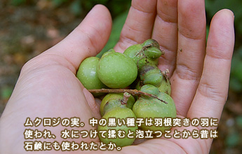 ���N���W�̎��B���̍�����͉H���˂��̉H�Ɏg���A���ɂ��ĝ��ނƖA�����Ƃ���̂͐Ό��ɂ��g��ꂽ�Ƃ�