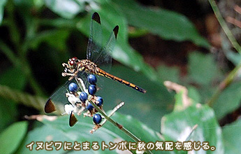 �C�k�r���ɂƂ܂�g���{�ɏH�̋C�z��������