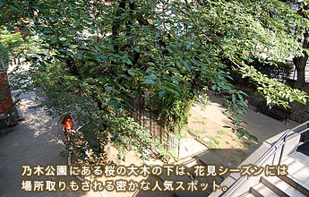 乃木公園にある桜の大木の下は、花見シーズンには場所取りもされる密かな人気スポット