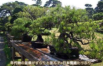 �N�㕨�̖~�͂������ƕ���ŁA���{������Ղ�