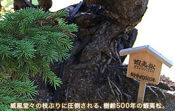 �Е����X�̎}�Ԃ�Ɉ��|�����A����500�N�̉ڈΏ�