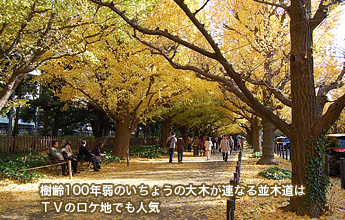 ����100�N��̂����傤�̑�؂��A�Ȃ���ؓ���TV�̃��P�n�ł��l�C