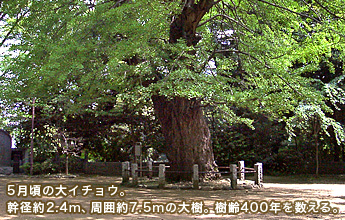 5̑C`EBa2.4mA͖7.5m̑B400N𐔂