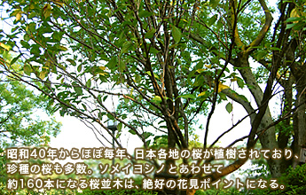 昭和40年からほぼ毎年、日本各地の桜が植樹されており、珍種の桜も多数。ソメイヨシノとあわせて約160本になる桜並木は、絶好の花見ポイントになる