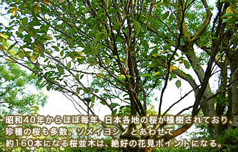 a40NقږNA{en̍AĂA̍B\CVmƂ킹Ė160{ɂȂ؂́AD̉Ԍ|CgɂȂ