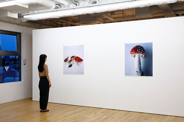 z}^JV uNew mushrooms from the forestv2021N ©Takashi Homma Courtesy of TARO NASU Photo by Keizo Kioku