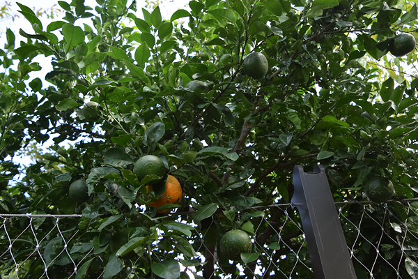 �ʎ����̊��k��