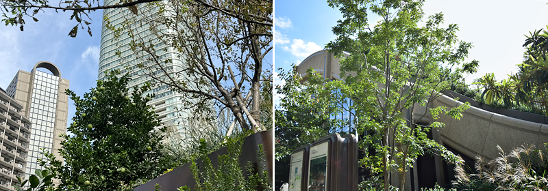 �i���j�ʎ����������猩�グ�����i�A�i�E�j�����̏�ɉʎ��������閃�z��q���Y�}�[�P�b�g�����錚���������猩���Ƃ���