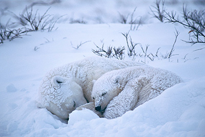 �t�W�t�C���� �X�N�G�A ���ʐ^�W�@���쓹�v�ʐ^�W �`NANOOK �z�b�L���N�O�} �X���̐Â��Ȃ镨��`