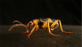 �~�C�f���S�~���V �W�{ ����F�{�c���i