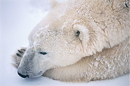���쓹�v�ʐ^�W �`NANOOK �z�b�L���N�O�} �X���̐Â��Ȃ镨��`