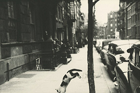 ソール・ライター　《ペリー・ストリートの猫》 1949年頃　ゼラチン・シルバー・プリント　ソール・ライター財団蔵 ©Saul Leiter Estate