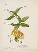 WEJ[eBX OITEVvbNXiCkTtȁj 1824N AʁA L[A ©The Board of Trustees of the Royal Botanic Gardens, Kew