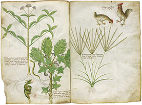 「薬草書」　15世紀　大英図書館蔵 ©British Library Board