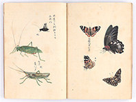 「昆虫胥化図」8代細川重賢、天明9年（1789）鶴田健春模写、永青文庫蔵