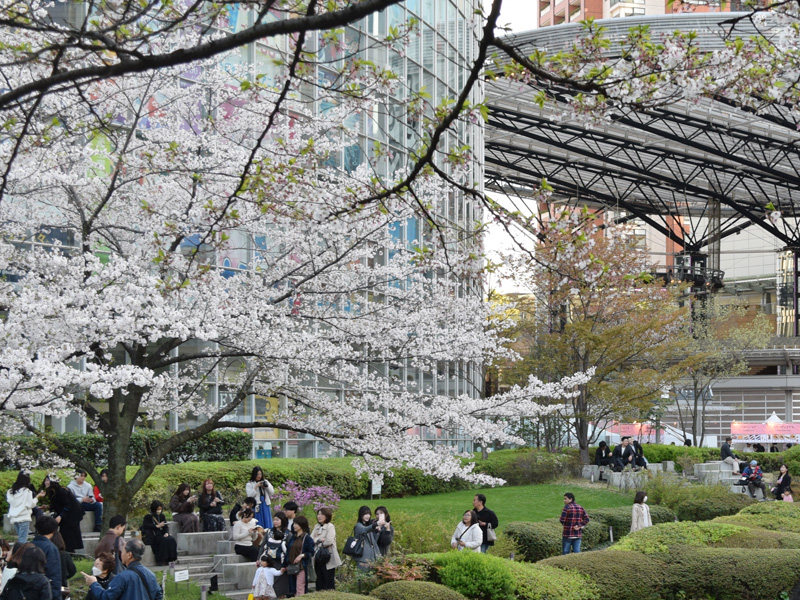 �Z�{�؃q���Y �t�܂� 2026