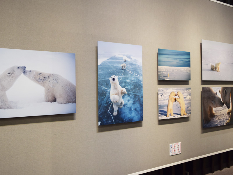 �t�W�t�C���� �X�N�G�A ���ʐ^�W�@���쓹�v�ʐ^�W �`NANOOK �z�b�L���N�O�} �X���̐Â��Ȃ镨��`