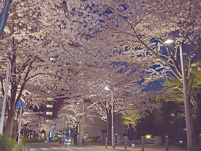 六本木さくら坂 桜のライトアップ