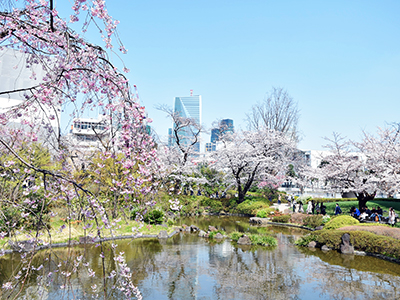 六本木ヒルズ「毛利庭園」の桜が満開！