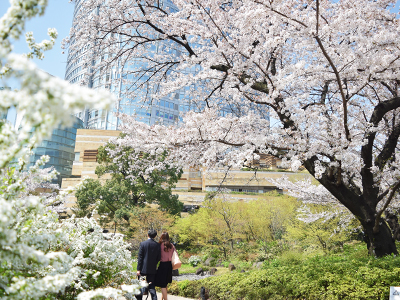 毛利庭園の桜が満開 フォトニュース Ehills Club