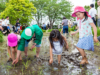 屋上庭園 田植えイベント2018