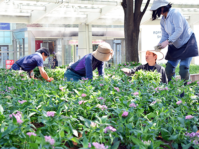 66プラザの植栽が夏仕様に衣替え