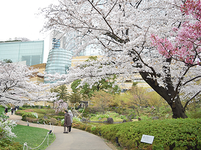 毛利庭園の桜が満開 フォトニュース Ehills Club