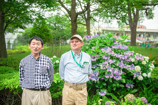 東京ミッドタウンに咲く紫陽花を解説!オンラインガイドツアー