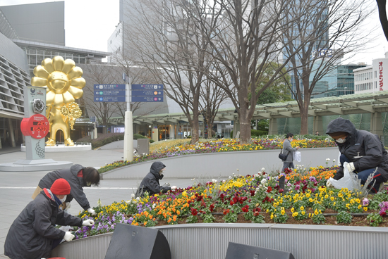 66プラザで新年のお花の手入れ。アイスチューリップの見ごろは2月頃?