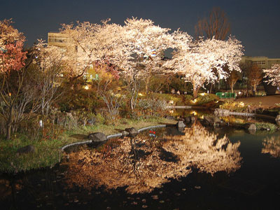 六本木ヒルズ 桜のライトアップ