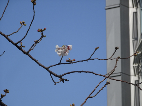 写真で感じる春の気配。六本木ヒルズ・地上45mの屋上庭園で桜が開花