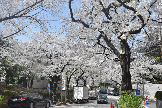アークヒルズエリアの桜が満開　ARK Hills SAKURA Weeks 2021