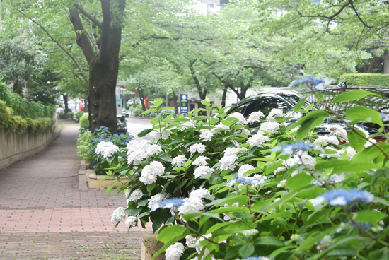 梅雨の風物詩 アークヒルズのスペイン坂でアジサイが開花 フォトニュース Ehills Club